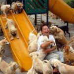 Mýty a fakta: psí maso v Číně Thumbnail